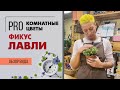 Фикус Лавли - мелколистный сорт фикуса бенджамина |  Самый няшный фикус