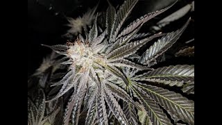Humboldt Seeds Sapphire Scout