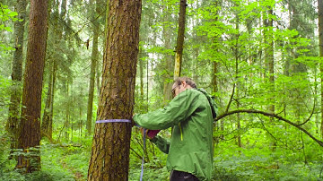 Measuring A Tree Stock Video