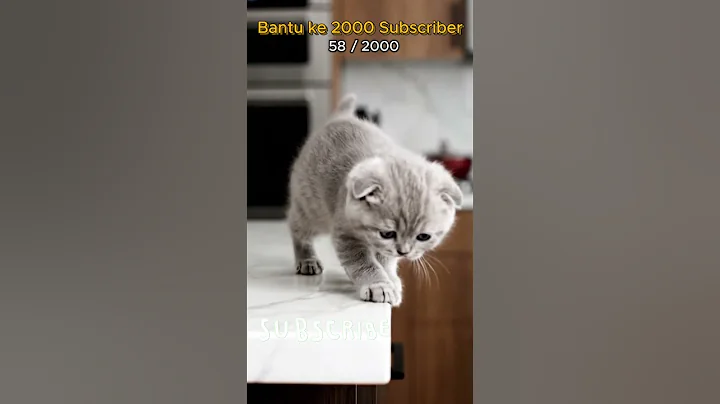 Video 11396131: kucing scottish fold, popular cat