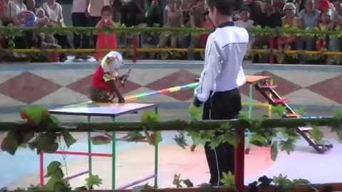 Xiếc khỉ   Rạp xiếc thú   Đầm Sen 26 02 2012 HÓTclip vui hay nhất 2014