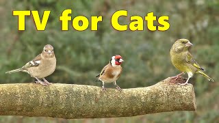 Cat Tv ~ Birds For Cats To Watch Extravaganza By Paul Dinning ⭐ 8 Hours ⭐