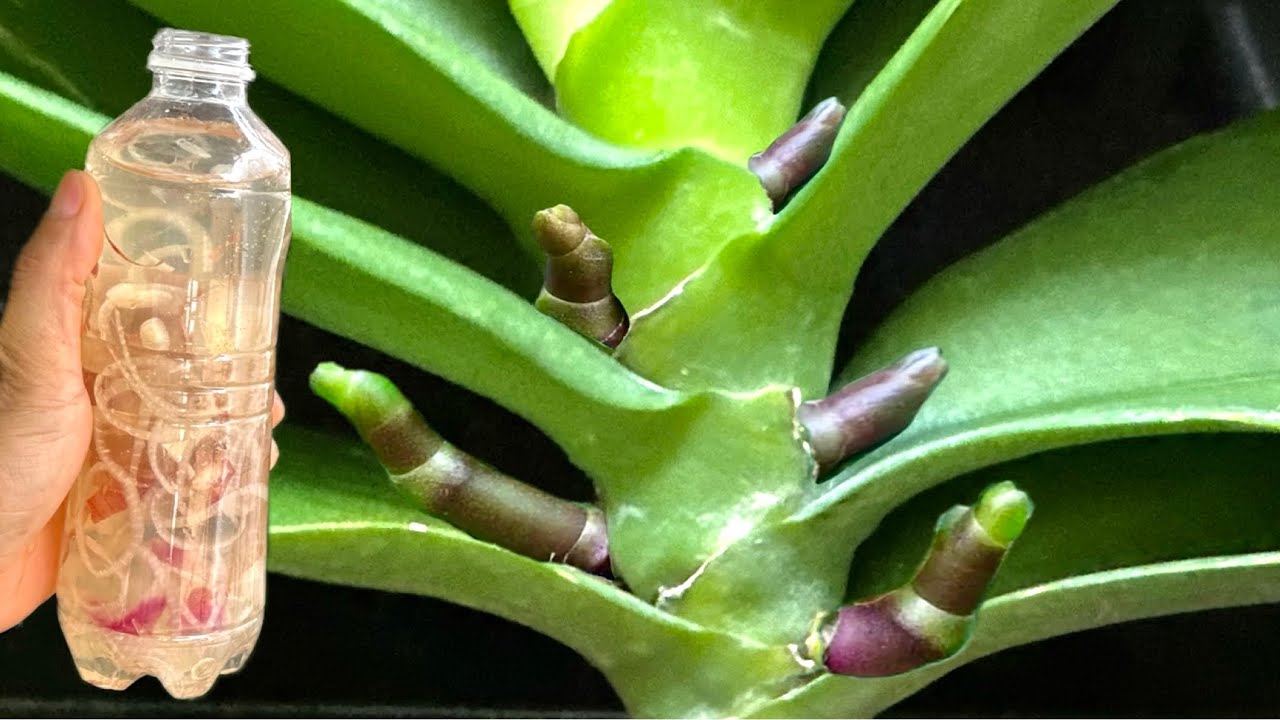 Залейте сверху одной бутылкой! Все орхидеи, которые не цветут, сразу же зацветут круглый год.