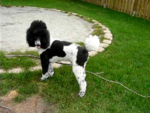 parti standard poodle puppies