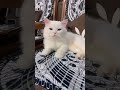 Culic aku  Dong😂 #cat #youtubeshorts #catvideos #shortvideo #trendingshorts #trending #funny cat y