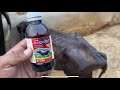 Very week buffalo baby treatment at home with hepasave syrup