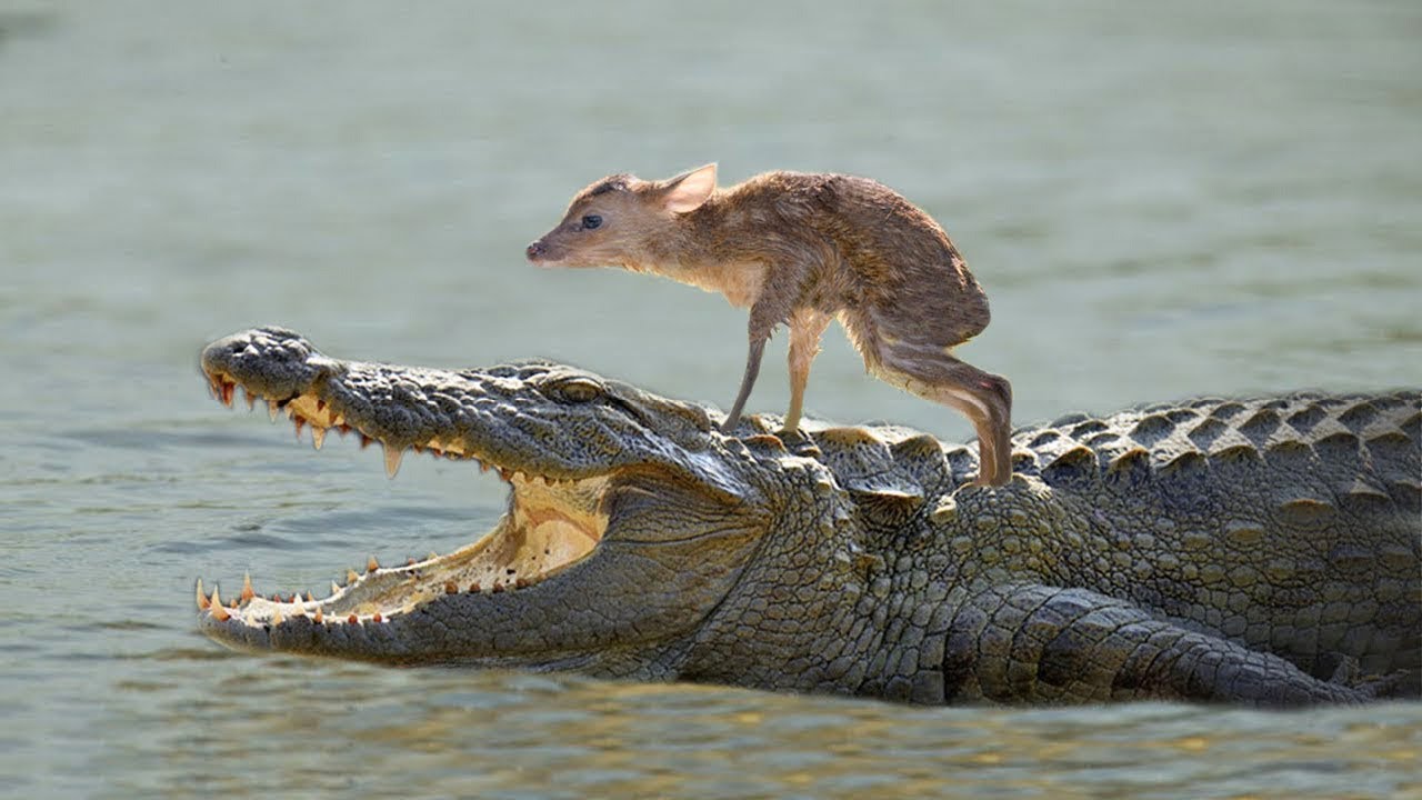 5 ANIMAIS QUE SALVARAM A VIDA DE OUTROS ANIMAIS