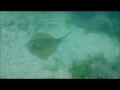 Подводная охота на Чёрном море в Крыму .Скат хвостокол.