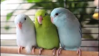 Lucu Dan Mudah Dirawat, Berikut 8 Jenis Burung Peliharaan Jinak Yang Cocok Bagi Pemula