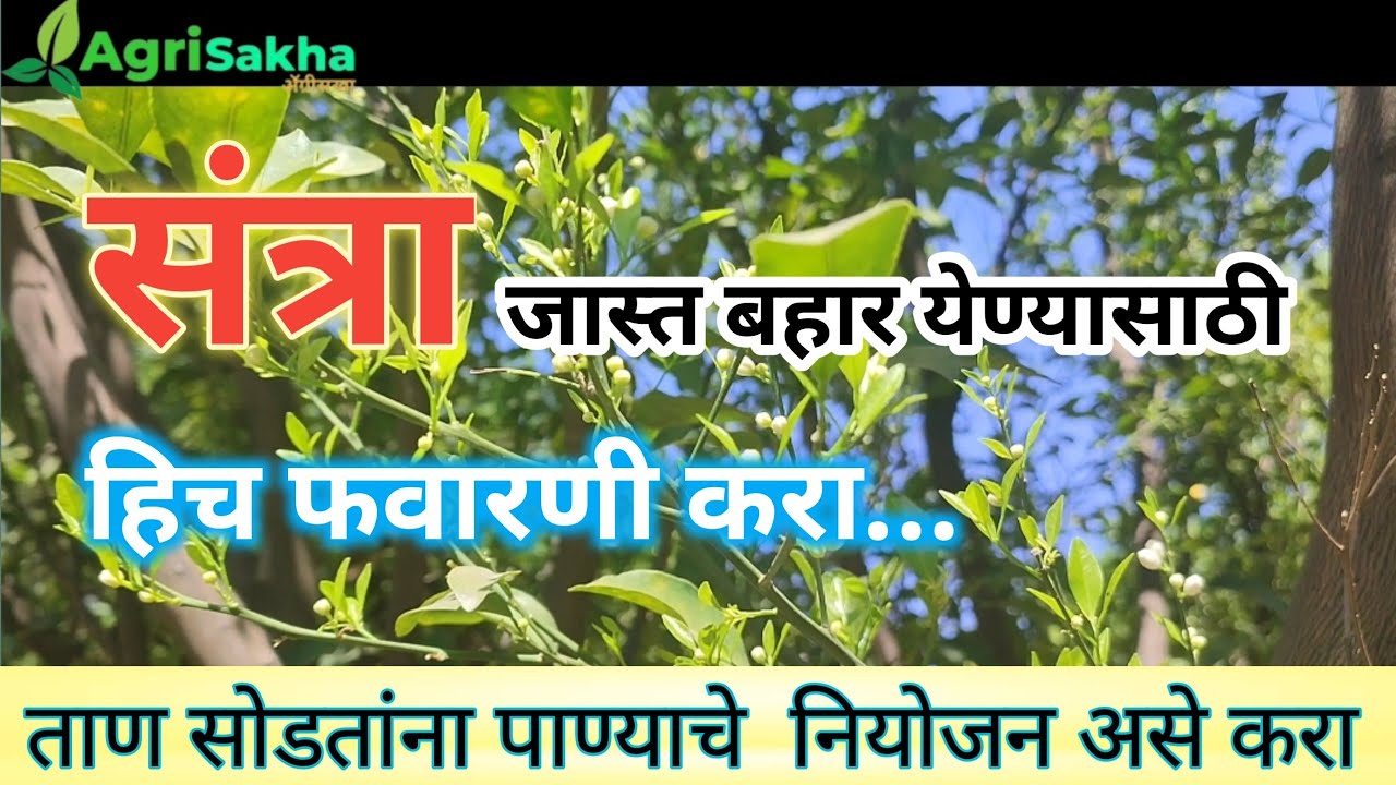 संत्रा आंबिया बहार व्यवस्थापन ||santraambiya bahar niyojan||#संत्राबहार#संत्राफवारणी# #aambiyabahar#