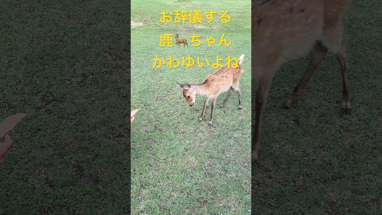 【奈良公園のかわゆい鹿🦌】#奈良公園 #鹿 #可愛い #動物 #ショート #shorts