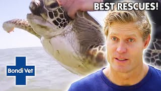 Best Wild Animal Rescues! | Compilation | Bondi Vet