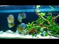 224 gallons discus planted  4K