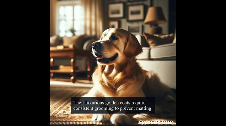 Caring for Your Beloved Golden Retriever: Tips for a Happy and Healthy Pup