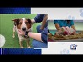 HSBC looking to find &#39;furever homes&#39; for furry friends Alana, Boone