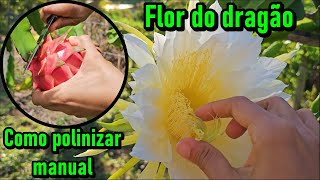 Como fiz meus pés de pitayas produzirem, como saber a hora de colher #plantas