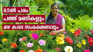 How to grow Moss rose Table rose ( Portulaca and Pursalane) | പത്തുമണി ചെടി മഴ കാല സംരക്ഷണവും