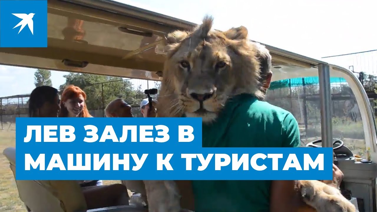 В Крыму лев залез в машину к туристам: видео