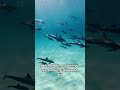 Apakah anda tahu tentang lautan? #sea #laut