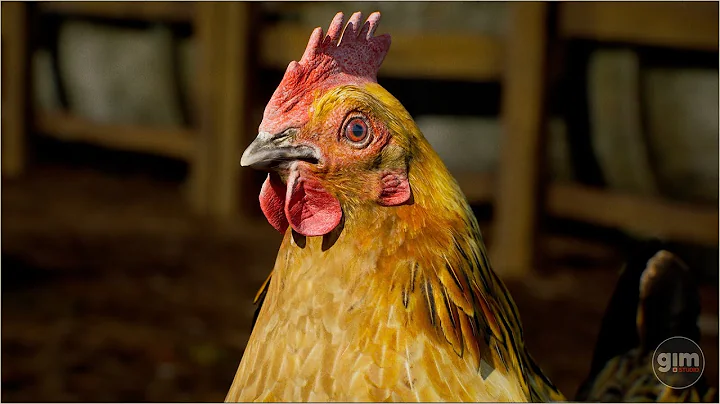 Hen animation preview