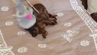 Kittens Want To Play With Each Other More Than With The Toy Zhdun Homunculus Loxodontus