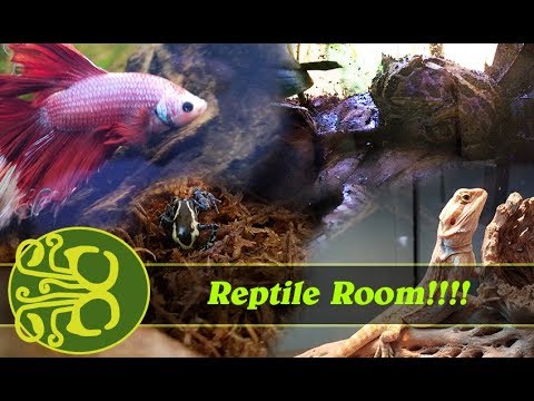 lizard skin grips Reptile and Amphibian Room - January 2018