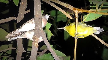 Burung Yang Sedang Naik Daun | Mencari Burung Tidur Di Malam Hari Eps 260