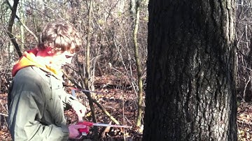Measuring Tree Diameter Video