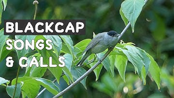 Blackcap songs and calls