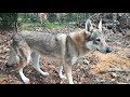 Czechoslovakian Wolfdog &quot;Vanya Lupi del Montale&quot; Eat Walnut