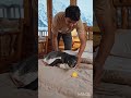 कितना प्यारा पंछी #shortvideo #bulbul #funny #love #ashish_yadav