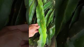Pitahaya Perú #plantas #pitahaya #dragonfruits #pitaya #tropicalfruits #frutos