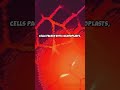 Parenchyma The Plant Powerhouse Parenchyma PlantScience Botany Photosynthesis Nature Science Parenchyma The Plant Powerhouse Parenchyma PlantScience Botany Photosynthesis Nature Science