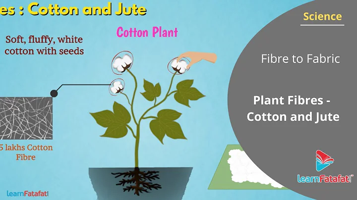 Fibre to Fabric Class 6 Science - Plant Fibres Cotton and Jute