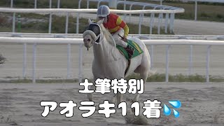 【白毛】2024年4月10日名古屋競馬10R土筆特別アオラキ11着現地動画