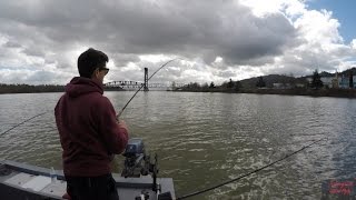 Quick Fishing Report April 2, 2017 Willamette river