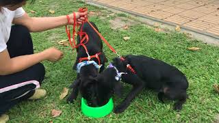 Liam And London Have No Food Aggression With Dogs