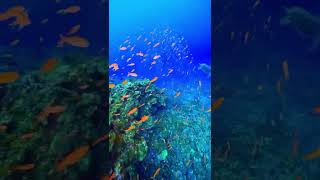 Live Aquarium Wallpaper #app FOR IPHONE/ipad screenshot 4