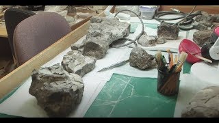 SPECIAL REPORT: A 'Dino Discovery' in Las Vegas