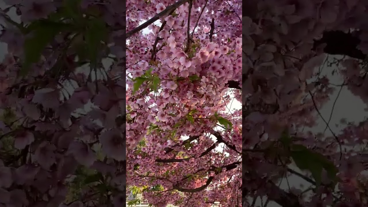 Breaking report on Kawazu Zakura, the earliest bloom Sakura in