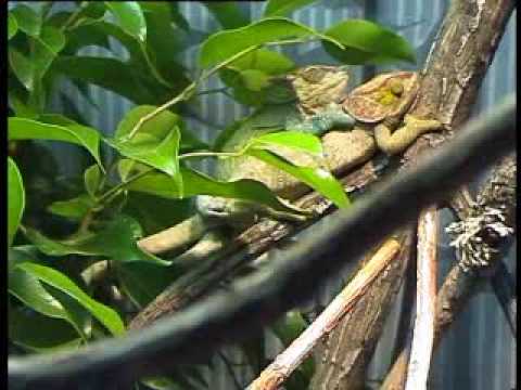 imovie Calumma crypticum mating