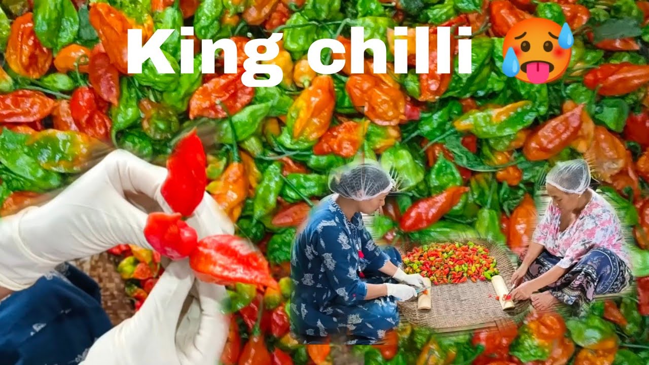 King chilli pickle 🌶️ hot&spicy pickle village organic C&C YouTube