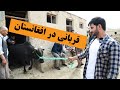 قربانی در افغانستان 