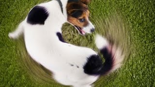 Puppies Chasing Their Tails Compilation 2014 [NEW] by TheCutenessCode 4,583 views 9 years ago 2 minutes, 38 seconds