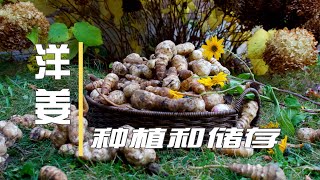 洋姜/菊芋/鬼子姜种植和储存   How To Plant And Store Your Jerusalem Artichokes / Sunchokes