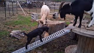 Goats Having Fun