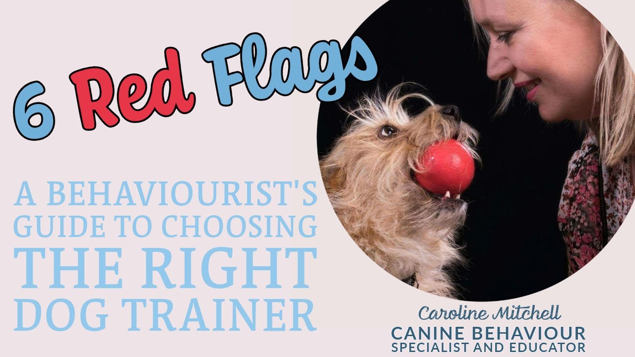 6 Red Flags: A Behaviourist's Guide to Choosing the Right Dog Trainer
