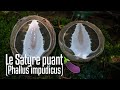 Le satyre puant phallus impudicus  champignon comestible