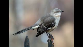 Northern mockingbird