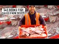 Saving 140,000kg of fish from waste | Auckland, New Zealand